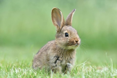 Rabbit