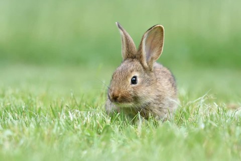Rabbit