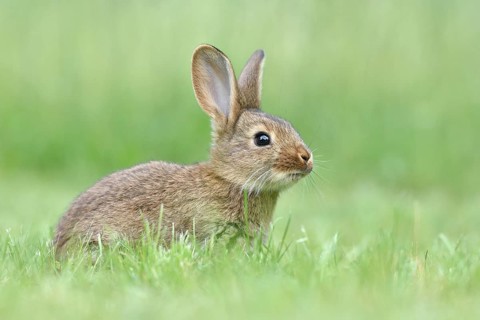 Rabbit