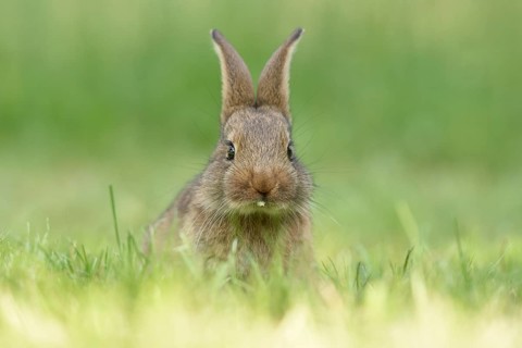Rabbit