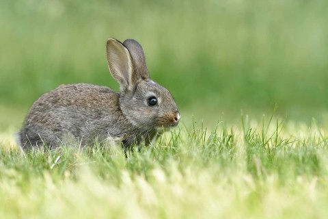 Rabbit