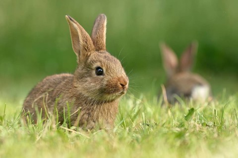 Rabbit