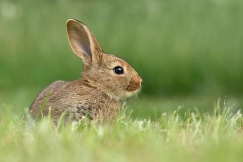 Rabbit