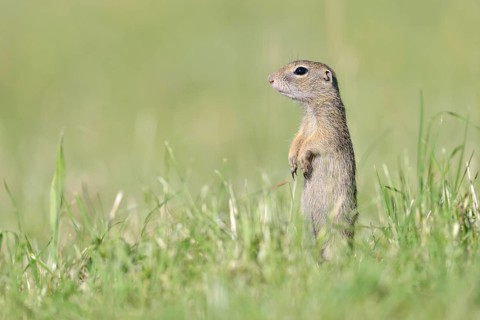 European ground squirrel (Spermophilus citellus) young keeping watch