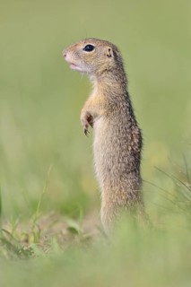European ground squirrel (Spermophilus citellus) young keeping watch