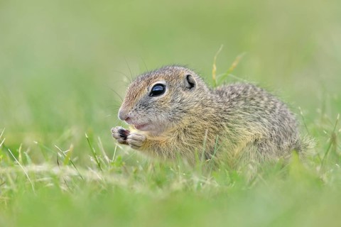 European ground squirrel (Spermophilus citellus) young