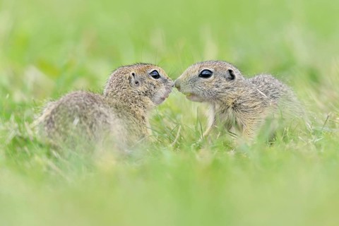 European ground squirrel (Spermophilus citellus) young playing