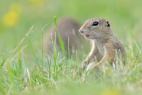 European ground squirrel (Spermophilus citellus) young