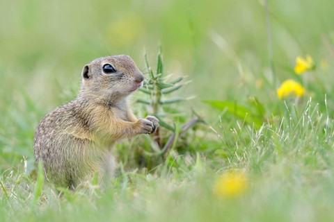 European ground squirrel (Spermophilus citellus) young
