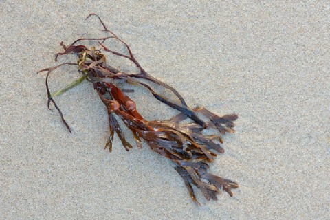 Bladderwrack (Fucus vesiculosus) on the sandy beach