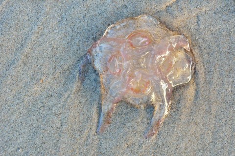 Lion's mane jellyfish (Cyanea capillata) on the sandy beach