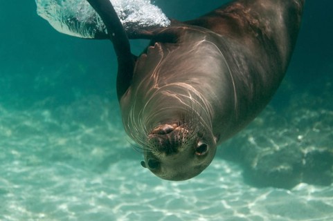 Galapagos Sea Lion (Zalophus wollebaeki)