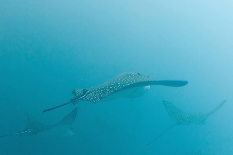 Spotted eagle rays (Aetobatus narinari)