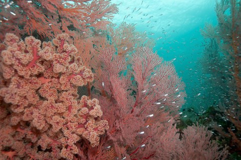 Coral reef with Cherry Blossom Coral (siphonogorgia godeffroyi) and Red fan coral (Melithaea sp.)