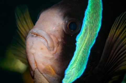 Clark's Anemonefish (Amphiprion clarkii)