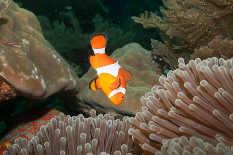 Ocellaris clownfish (Amphiprion ocellaris) in Sea Anemone (Heteractis spec.)