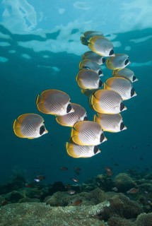 Philippine Butterflyfish (Chaetodon adiergastos)