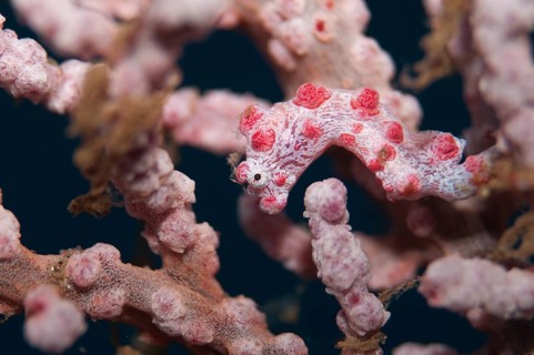 Pygmy seahorse (Hippocampus bargibanti)
