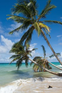 Coconut palm trees (Cocos nucifera)