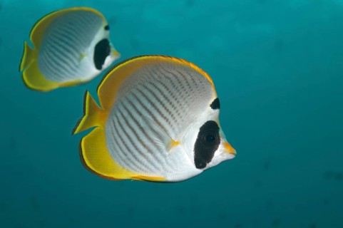 Philippine Butterflyfish (Chaetodon adiergastos)