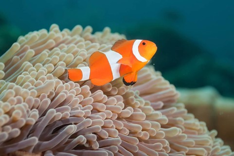 Ocellaris clownfish (Amphiprion ocellaris) in Sea Anemone (Heteractis spec.)