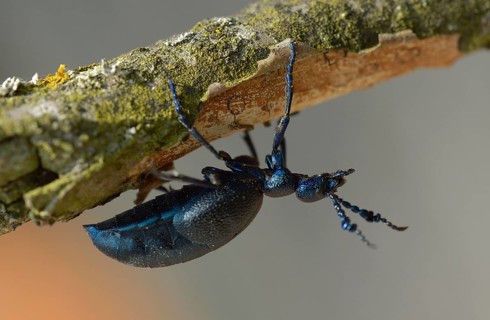Violet oil beetle (Meloe violaceus)