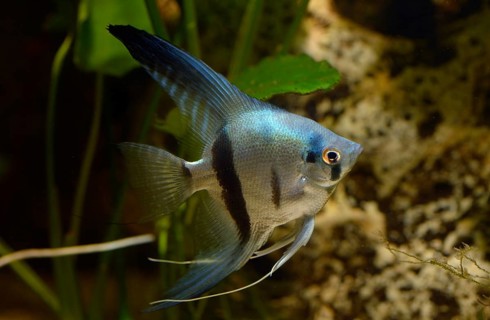Angelfish (Pterophyllum scalare)