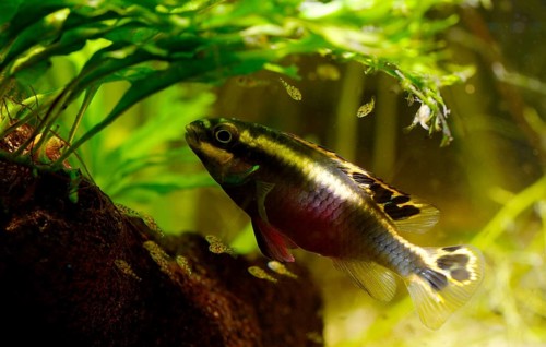 Kribensis cichlid (Pelvicachromis pulcher) with fry