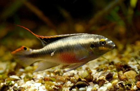 Kribensis cichlid (Pelvicachromis pulcher) with fingerling