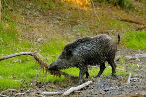 Wild boar (Sus scrofa) after wallowing in mud
