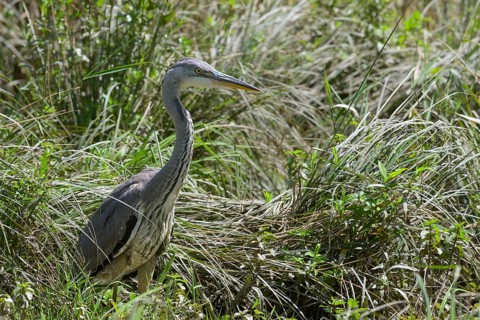 Grey heron (Ardea cinerea) in high grass