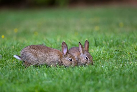 European Rabbits or Common Rabbits (Oryctolagus cunniculus)