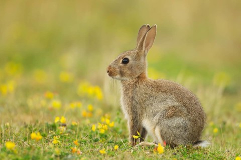 European Rabbit or Common Rabbit (Oryctolagus cunniculus)