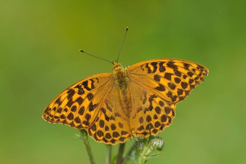 Silver-washed Fritillary (Argynnis paphia)