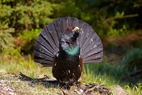 Western Capercaillie (Tetrao urogallus)