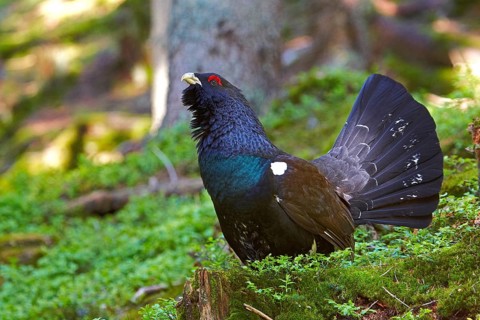 Western Capercaillie (Tetrao urogallus)
