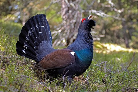 Western Capercaillie (Tetrao urogallus)