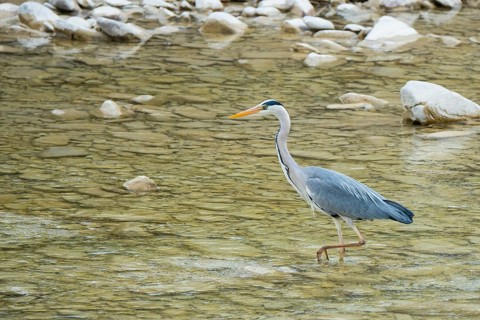 Grey Heron (Ardea cinerea) in a river