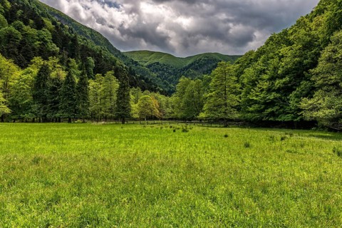 La Lama forest