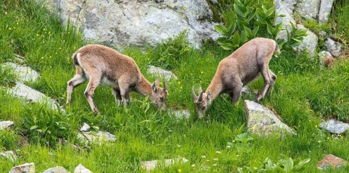 Alpine Ibexes (Capra ibex)