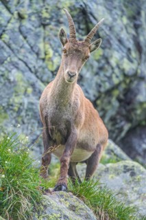 Alpine Ibex (Capra ibex)