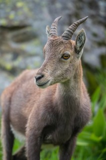 Alpine Ibex (Capra ibex)