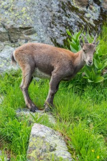 Alpine Ibex (Capra ibex)