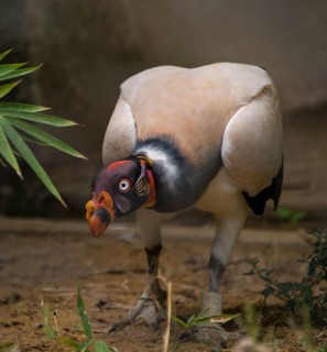 King vulture (Sarcoramphus papa)
