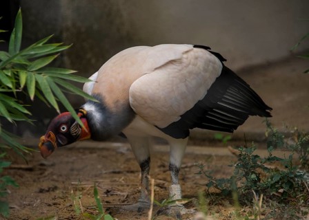 King vulture (Sarcoramphus papa)