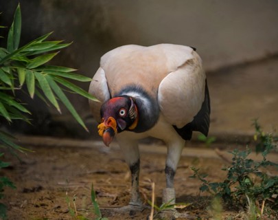 King vulture (Sarcoramphus papa)