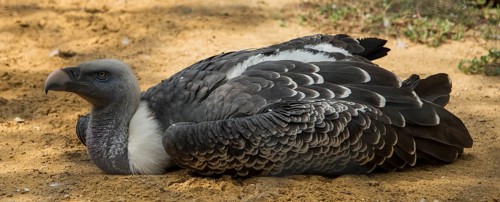 Sperber vulture (Gyps rueppellii)
