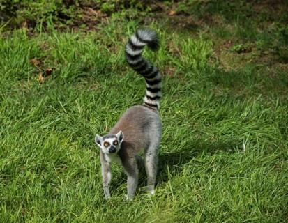 Ring-tailed Lemur (Lemur catta) standing in the grass