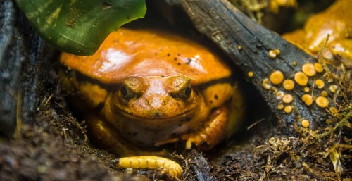Madagascar tomato frog or crapaud rouge de Madagascar (Dyscophus antongilii) with maggot