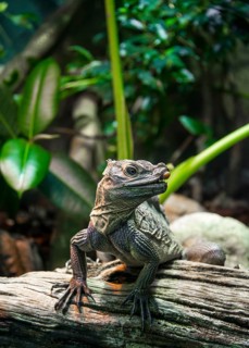 Rhinoceros Iguana (Cyclura cornuta) on a tree trunk